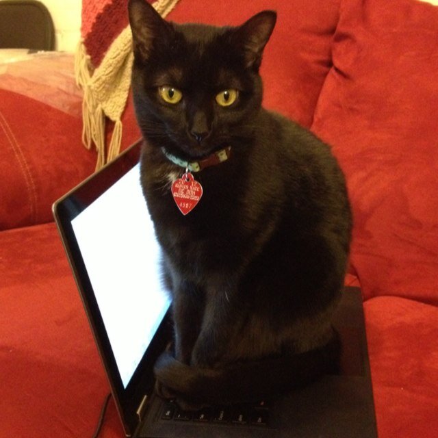 history, cats, math, and so on in that fashion