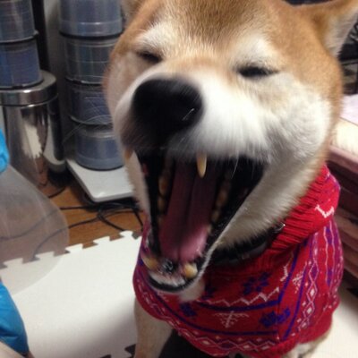 玉井 豪 Gotamai Twitter 玉井 豪 Gotamai Twitter