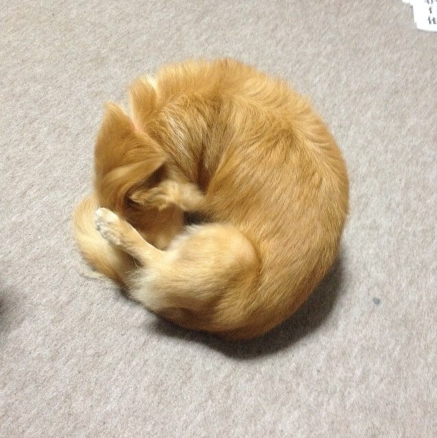 毎日をお気楽に適当に生きていますが、野心はあります。たぶん。