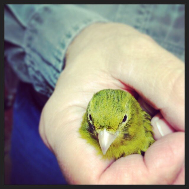 Orville_TheBIrd's profile picture. I am a Bird Nuff said