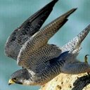 بندر (@0564248430) Twitter