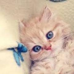 thaina20139427's profile picture. i love pizza