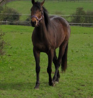 I am a fully qualified equine shiatsu practitioner based in Oundle, Northamptonshire. I specialise in offering complimentary healthcare for your horse.