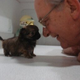 When I retired I became a Chihuahua Breeder 
and I raise Teacup Chihuahuas & Toy Chihuahuas 
  in Northern California. Every one loves our hot little dogs