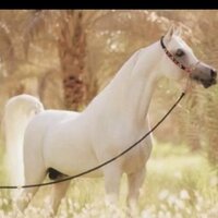رتويت شعراء سبيع (@llqshmmmra) Twitter profile photo