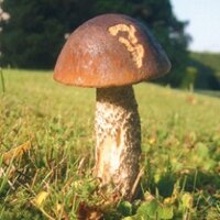 björn buß (@bjoern_buss) 's Twitter Profile