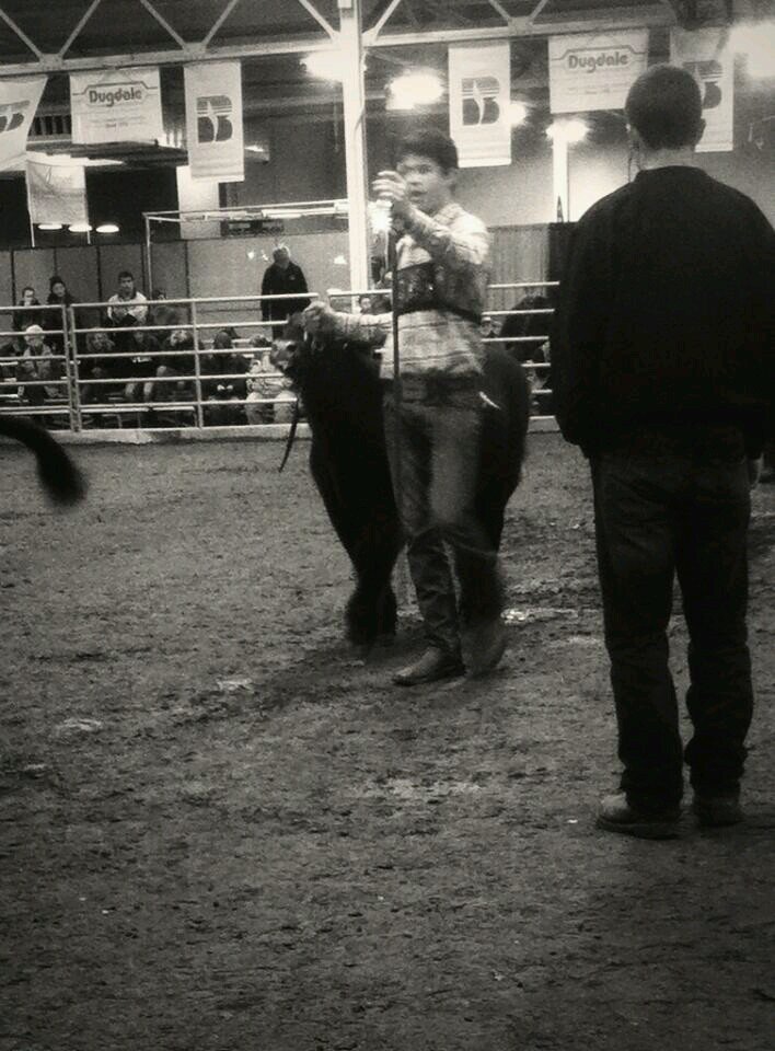 Showing cattle is my life