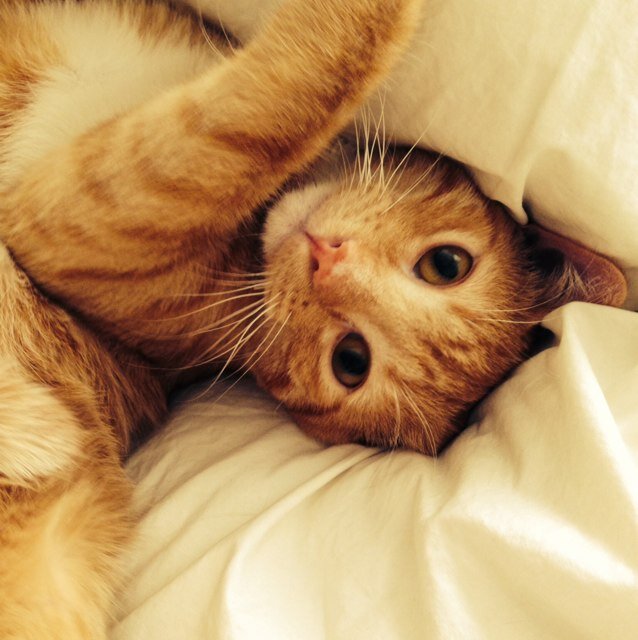 Denver. Apparently I am a cat lady. I like to laugh. I love to adventure.