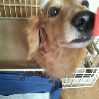 サコ