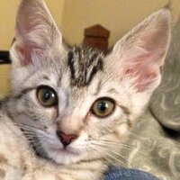Debbie Fallis (@debjfallis) 's Twitter Profile
