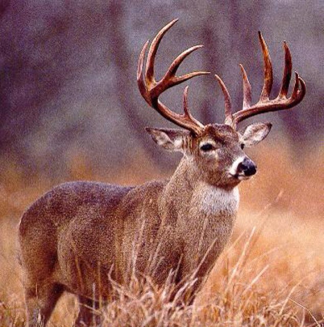 World records and world class big game!