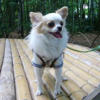 vanilla (@37vanilla) 's Twitter Profile