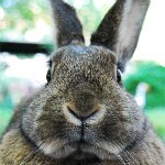 WEBデザイン会社勤務の女子です。デザイン系の事色々教えてください。
うさぎ/映画/温泉/家具/写真/インテリア/デザイン全般