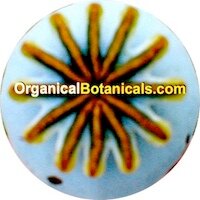 OrganicBotanics Profile Picture