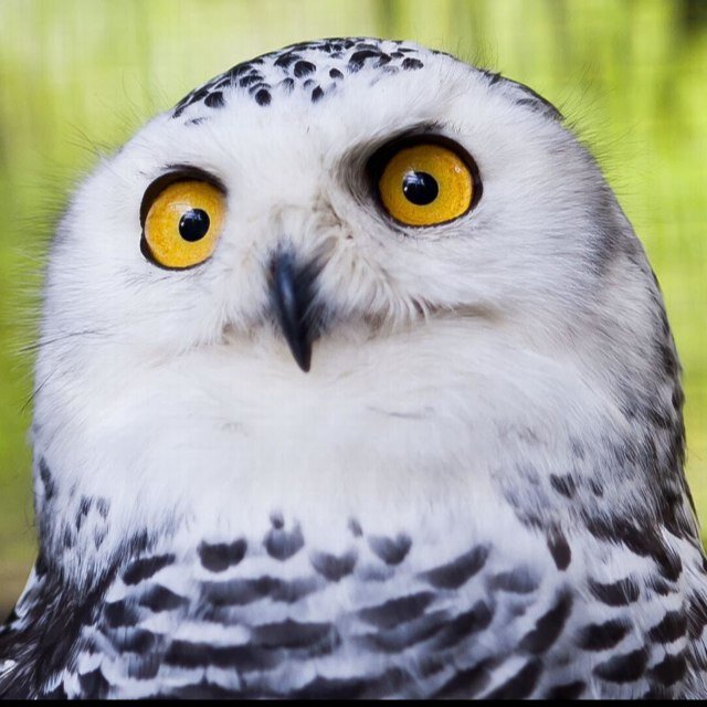 Reporter_Coruja's profile picture. De olho em tudo e todos! Combatendo as peruas da ImprenÇaPE e fã incondicional do UIA meu Mestre dos Mestres