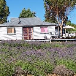 Growers of organic lavender in the south west of Western Australia Quality lavender products. Tearooms open by appointment Flowering season December - January.
