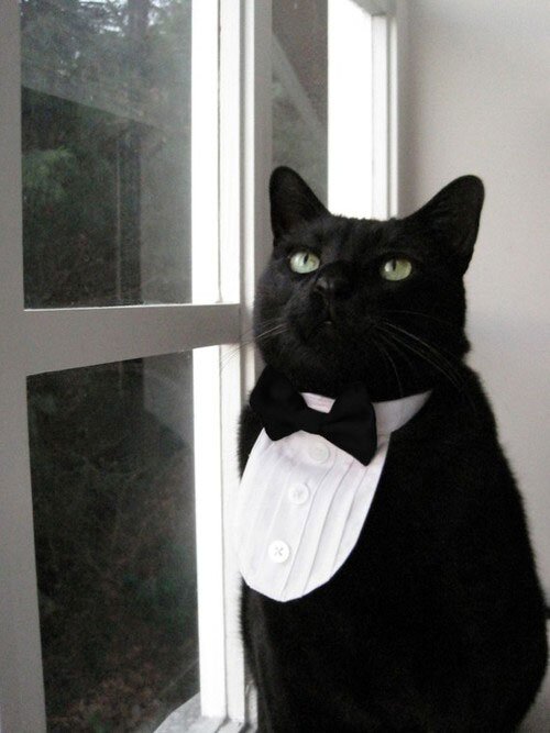 #cat and #kitten specialists.We love cats and offer help, advice and support for cat lovers and owners.We also provide gorgeous cat products that are exclusive.