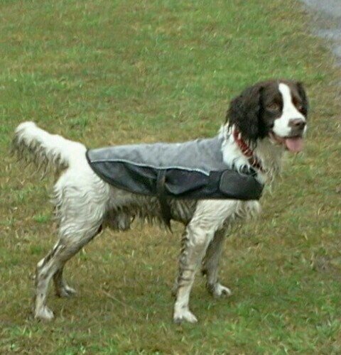 Crazy springer spaniel, love mud,swimming in rivers,going in caves and even canoeing! My daddy is @andy_cutting