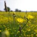 Lears Farm (@learsfarm) Twitter profile photo Lears Farm (@learsfarm) Twitter profile photo