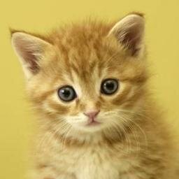 suicidesadie14's profile picture. ola ke ase