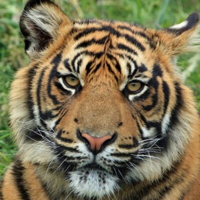 動物を護る マルタタイガー これは知らなかった 現在は確認されていないらしく 剥製があるとのこと 本当にいるのか それとも合成加工か Http T Co Frvpbqwj2k 動物を護る マルタタイガー これは知らなかった 現在は確認されていないらしく 剥製があるとのこと 本当にいるのか それとも合成加工か Http T Co Frvpbqwj2k