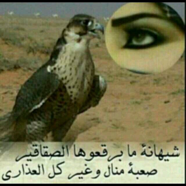 ‏      ‏هذي عيوني ما غفى جفنها النوم كن اكتب  ممنوع نوم الليالي جفن يقول لجفن يا صاحبي قوم   وين المنام وفاقد اليوم غالي