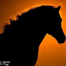 barbiebrock's profile picture. loves horses and country music