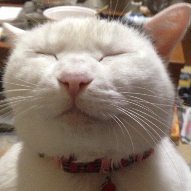 猫を見ると理性を失います。