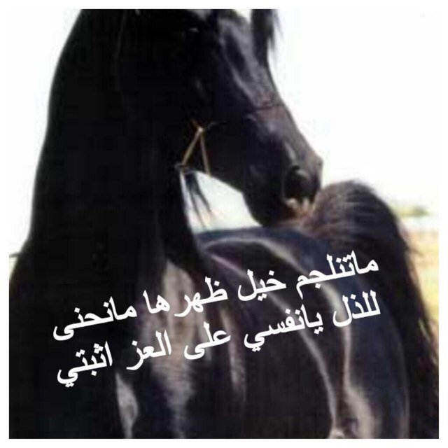 تغريداتي متنوعه بعضهامنقول والبعض من كتاباتي ، أعشق هدؤ الليل أدعوالله نصراعظيم للمسلمين .