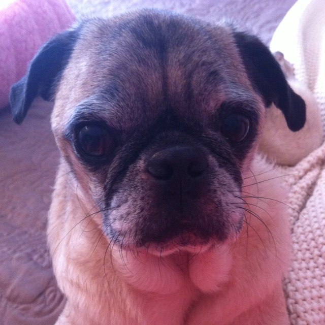 when pugs fly when pugs fly whenpugstweet when pugs fly when pugs fly whenpugstweet