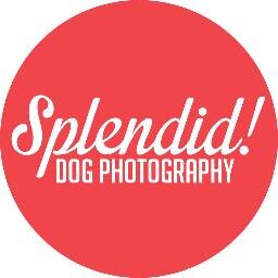 Modern / Fresh / Energetic dog photography. #splendidog