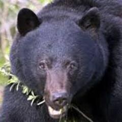 NagaBeruang2's profile picture. 