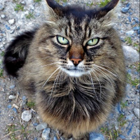 Bodacious the Shepherd Cat (@1catshepherd) 's Twitter Profile