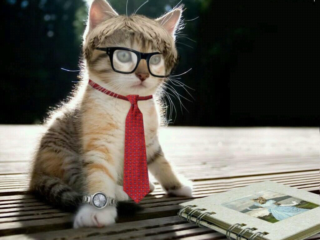 Melenios D L77 Twitter twitter