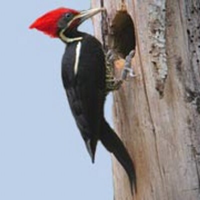 El Pajaro Carpintero Pajacarpintera Twitter