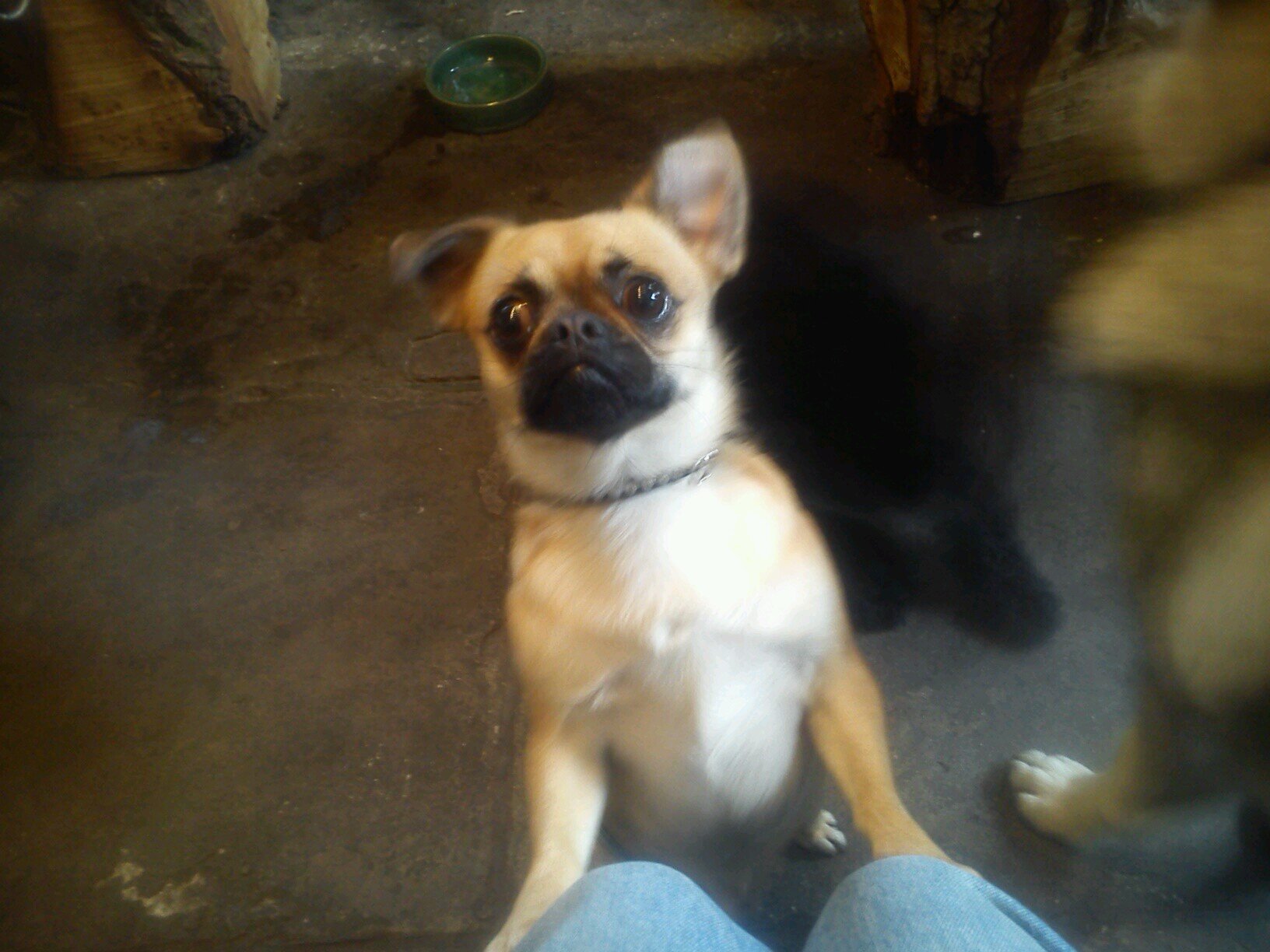 posting dogs at risk from online advertising site such as gumtree, and also rescues