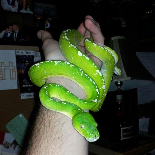 Amateur Snake Breeder, Reptile Enthusiast