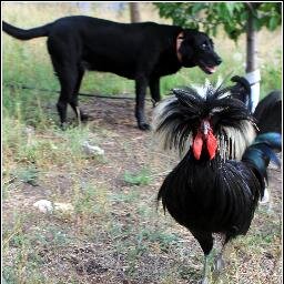 Noob_Brent's profile picture. Just a chicken herder.