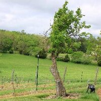 Ben Jordan (@mtairyvineyard) 's Twitter Profile