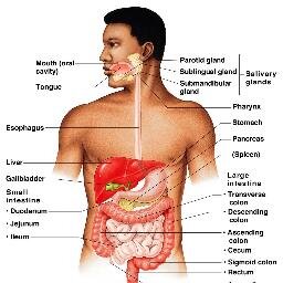 DigestiveSyste4's profile picture. My job is to break down food to a form that can be used by body cells.