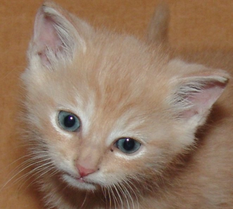 SuburbanAnarchy's profile picture. Busy, countering the secret weapon.