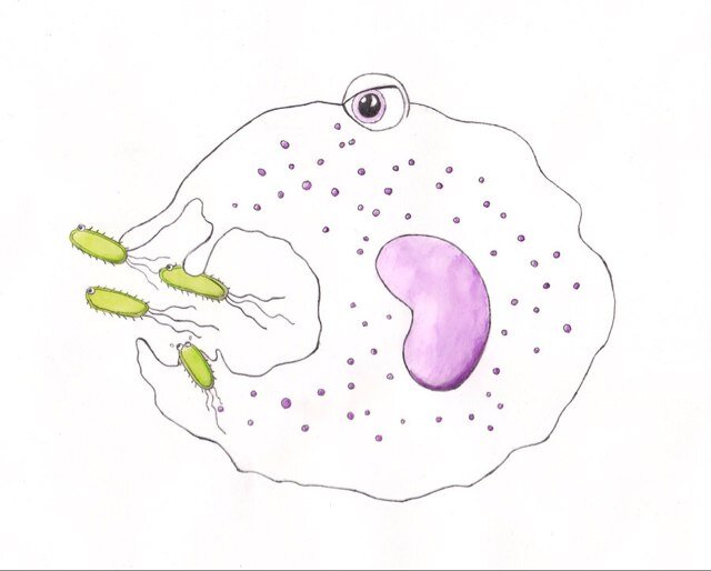 APC (antigen presenting cell)