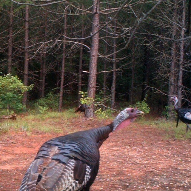 Dedicated to the conservation of the wild turkey and the preservation of our hunting heritage #NWTF #Memphis