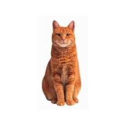 I'm a red tabby housecat offering commentary on cat matters. I'm a polydactyl Catcadian Cascadian and a Rose City kitty. Buy a newspaper.🗽🩸🦷🥊🐺🇺🇦🌻