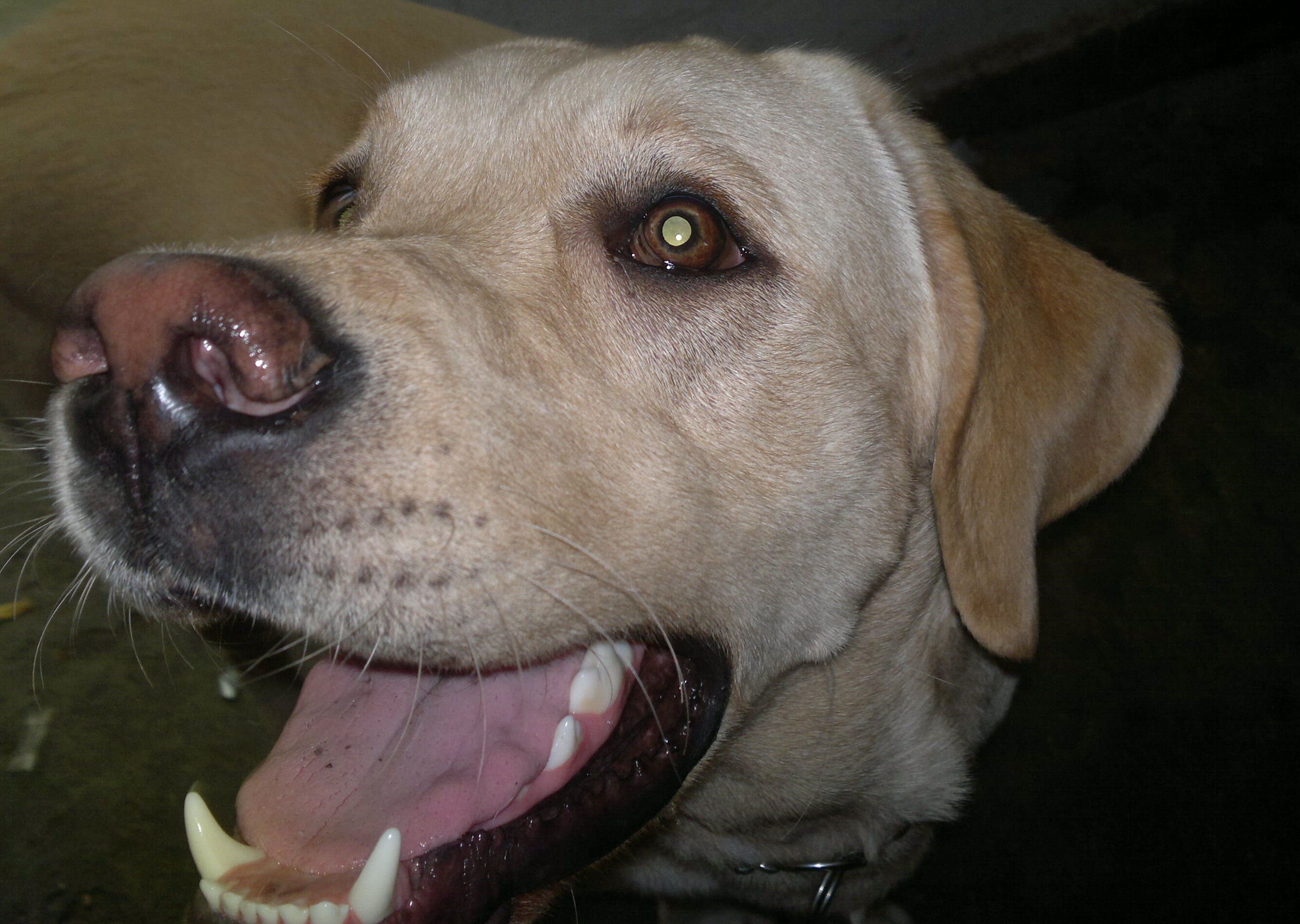 Soy un perrito twittero más feliz de Córdoba