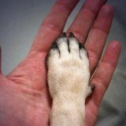 The City Shelter’s mission is to support open admission municipal animal shelters.
#Volunteer #Adopt #Donate #Educate