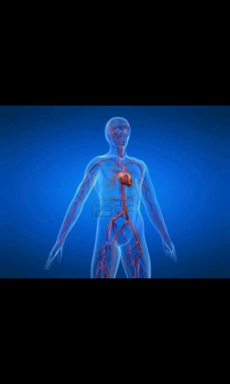 cardiosystem_'s profile picture. The cardiovascular system consists of the bodies most important and needed functions and organs