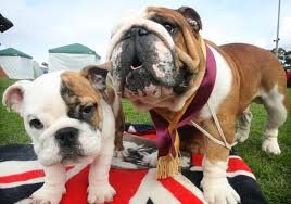 Love British Bulldogs!!!