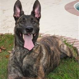 Fantastic accessories for your Dog ~Manufactured in Cape Town. Items include  protection gear , collars, leads, Kongs etc..