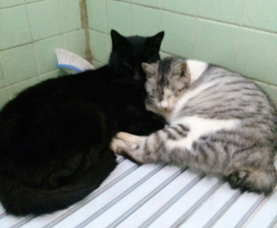 cimimaru's profile picture. あまりつぶやかずRTが多いです。日常。ゲームやったり映画みたり(洋画ホラー好)。最近不活状態ですが腐海を持っている。